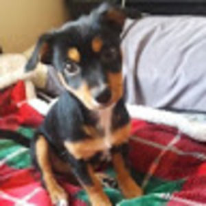 Meet your Posher, Monique